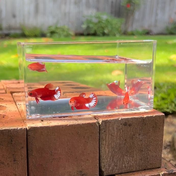 Red Star Betta Sorority Pack