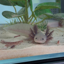 Cargar imagen en el visor de la galería, Baby Lavender (Copper Melanoid) Axolotl
