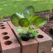 Cargar imagen en el visor de la galería, Realistic Artificial Aquarium Plant | Natural Green
