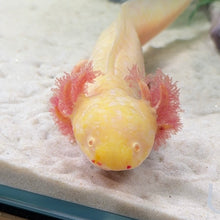 Cargar imagen en el visor de la galería, Adoption Axolotl (morph may vary)
