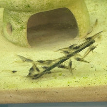 Cargar imagen en el visor de la galería, Amano Shrimp | Caridina multidentata
