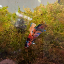 Cargar imagen en el visor de la galería, Orange Rainbow Candy Koi Male Betta | WYSIWYG
