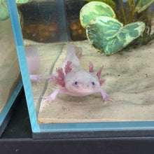 Load image into Gallery viewer, "Pikachu" Male Blue Gill Dirty Leucistic (Lucy) Axolotl | WYSIWYG
