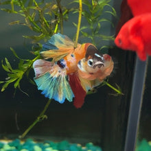 Load image into Gallery viewer, "Skittles" Rainbow Candy Koi Betta Fish (Male) | WYSIWYG B4

