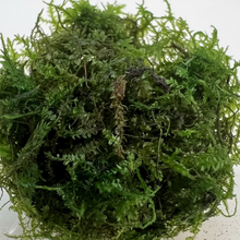 Cargar imagen en el visor de la galería, Christmas Moss | Live Plant
