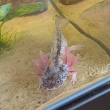 Cargar imagen en el visor de la galería, "Boots" Juvenile Piebald Axolotl | WYSIWYG
