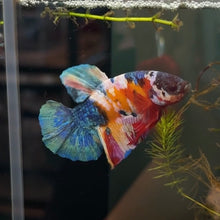 Load image into Gallery viewer, "Rambo" Rainbow Candy Koi Betta Fish (Male) | WYSIWYG A5
