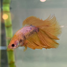 Load image into Gallery viewer, Yellow &amp; Purple Halfmoon Male Betta | WYSIWYG
