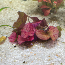 Cargar imagen en el visor de la galería, Red Tiger Lotus | Live Plant
