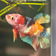 Load image into Gallery viewer, Rainbow Candy Koi Female Betta | WYSIWYG C2
