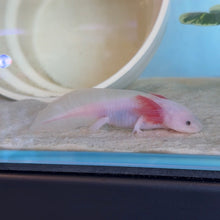 Cargar imagen en el visor de la galería, "Mochi" Baby Lucy Axolotl | WYSIWYG

