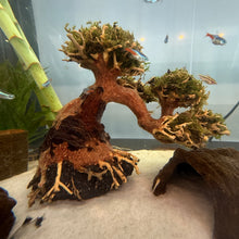 Load image into Gallery viewer, Christmas Moss on Small Arched Bonsai Driftwood Tree (live plant attached)
