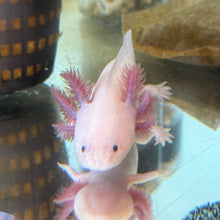 Cargar imagen en el visor de la galería, "Ducky" Baby Blue Gill Leucistic (Lucy) Axolotl | WYSIWYG

