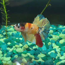 Load image into Gallery viewer, "Skittles" Rainbow Candy Koi Betta Fish (Male) | WYSIWYG B4
