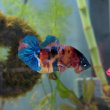 Cargar imagen en el visor de la galería, Primary Colors Candy Koi Male Betta | WYSIWYG
