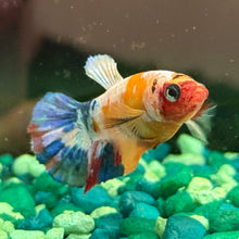 Load image into Gallery viewer, "Third Eye" Candy Koi Betta Fish (Female) | WYSIWYG B1
