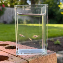 Cargar imagen en el visor de la galería, Adoption Glass Belly Guppy
