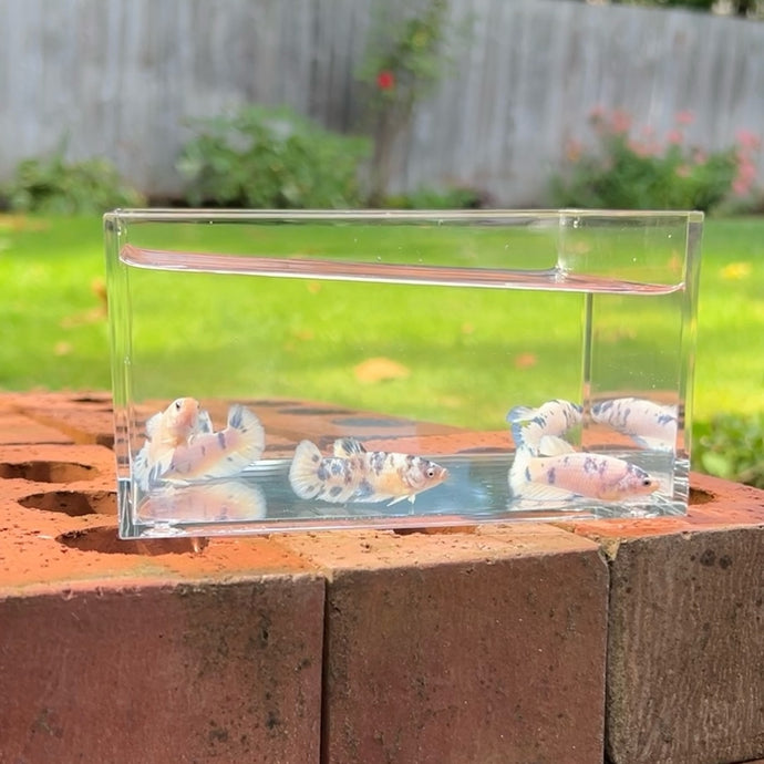 Blue Marble Dot Betta Sorority Pack