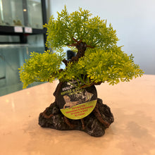 Load image into Gallery viewer, Komodo Bonsai Tree
