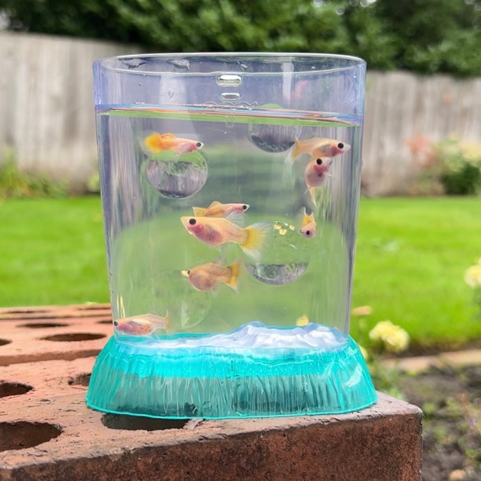 Breeder Pack Banana Glass Belly
