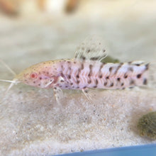 Cargar imagen en el visor de la galería, Albino Hoplo Catfish
