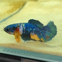 Load image into Gallery viewer, Bold Blue Galaxy Candy Koi Male Betta | WYSIWYG
