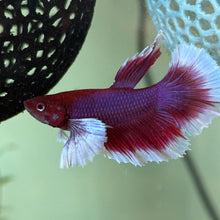 Cargar imagen en el visor de la galería, Lavender Dumbo Ear Halfmoon Male Betta | WYSIWYG
