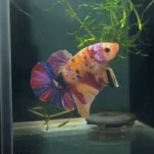 Load image into Gallery viewer, Starburst Rainbow Candy Koi Male Betta | WYSIWYG B4
