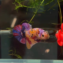 Load image into Gallery viewer, Starburst Rainbow Candy Koi Male Betta | WYSIWYG B4
