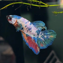 Load image into Gallery viewer, "Creamy" Candy Koi Betta Fish (Male) | WYSIWYG A4

