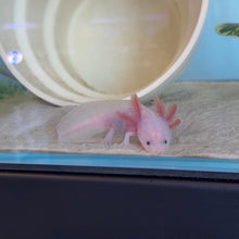 Cargar imagen en el visor de la galería, "Mochi" Baby Lucy Axolotl | WYSIWYG
