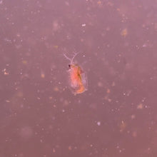 Cargar imagen en el visor de la galería, Live Daphnia | Live Fish Food
