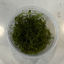 Cargar imagen en el visor de la galería, Weeping Moss | Live Plant
