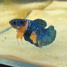 Load image into Gallery viewer, Bold Blue Galaxy Candy Koi Male Betta | WYSIWYG
