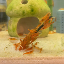 Cargar imagen en el visor de la galería, Orange Sunkist Shrimp | Neocaridina
