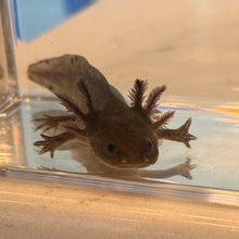 Load image into Gallery viewer, Baby Melanoid Axolotl

