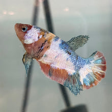 Load image into Gallery viewer, Milk Cow Candy Koi Female Betta | WYSIWYG
