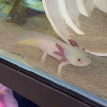 Load image into Gallery viewer, "Jelly" Male GFP Blue Gill Dirty Lucy Axolotl | WYSIWYG
