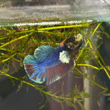 Load image into Gallery viewer, "Shadow" Glo Betta Fish Dumbo Ear | WYSIWYG C8
