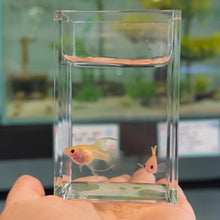 Cargar imagen en el visor de la galería, Ribboned Blonde Pingu Glass Belly Guppy Pair
