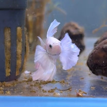 Cargar imagen en el visor de la galería, Pink &amp; White Dumbo Ear Halfmoon Male Betta | WYSIWYG
