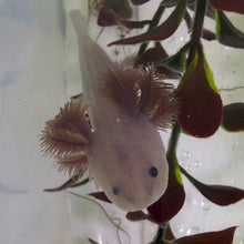 Cargar imagen en el visor de la galería, Baby Lavender (Copper Melanoid) Axolotl
