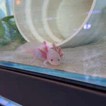 Cargar imagen en el visor de la galería, "Mochi" Baby Lucy Axolotl | WYSIWYG

