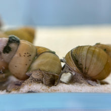 Cargar imagen en el visor de la galería, Japanese Trapdoor Snail Breeding Pair
