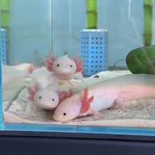Load image into Gallery viewer, Leucistic (Lucy) Axolotl

