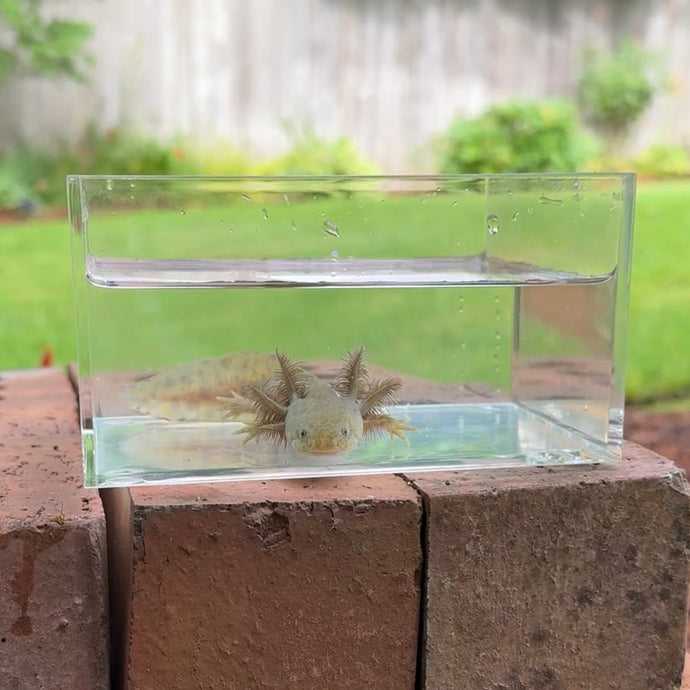 Hypomelanistic Axolotl