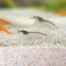 Cargar imagen en el visor de la galería, White Amano Shrimp | Caridina multidentata
