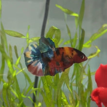 Load image into Gallery viewer, Rainbow Candy Koi Male Betta | WYSIWYG
