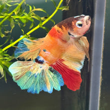 Load image into Gallery viewer, "Skittles" Rainbow Candy Koi Betta Fish (Male) | WYSIWYG B4
