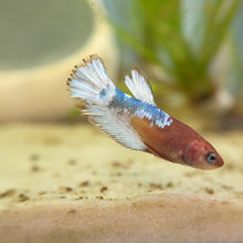 Load image into Gallery viewer, Hellboy Female Betta "red, white, &amp; blue" | WYSIWYG
